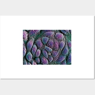 Embryonic stem cells, SEM (G442/0236) Posters and Art